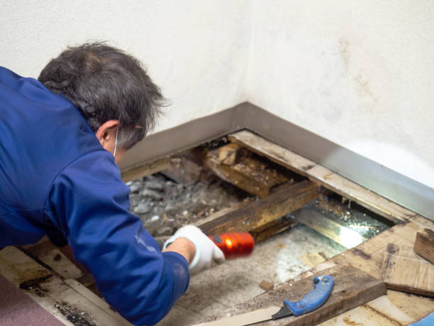 Best Mold Removal Specialists  in Springhill, LA