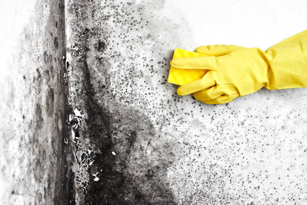 Home Mold Removal in Springhill, LA