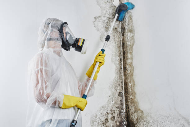 Best Residential Mold Removal  in Springhill, LA