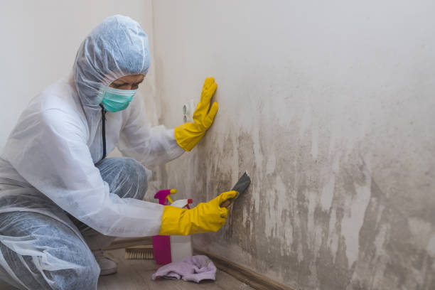 Best Toxic Mold Removal  in Springhill, LA