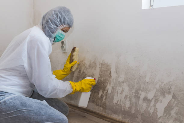 Best Mold Testing  in Springhill, LA