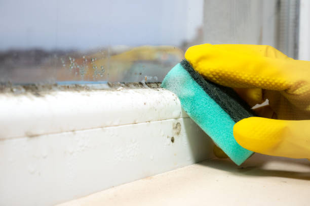 Best Crawl Space Mold Removal  in Springhill, LA