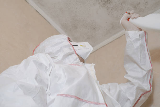 Best Mold Damage Repair  in Springhill, LA