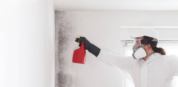 Trusted Springhill, LA Mold Removal Experts