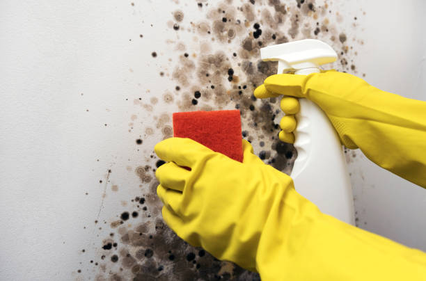 Best Home Mold Removal  in Springhill, LA