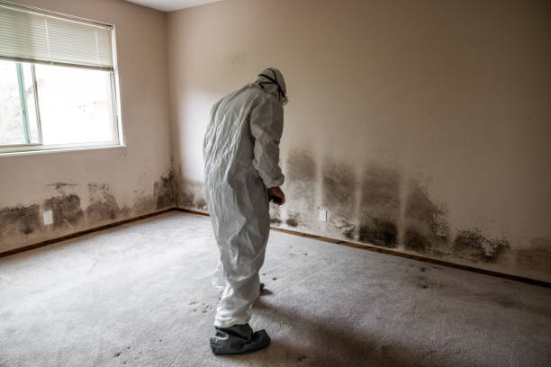 Best Office Mold Removal Services  in Springhill, LA