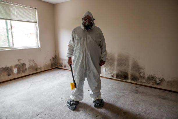 Best Certified Mold Removal  in Springhill, LA