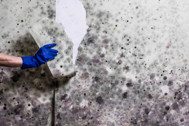 Best Fast Mold Removal  in Springhill, LA