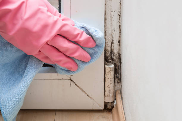 Trusted Springhill, LA Mold Removal Experts