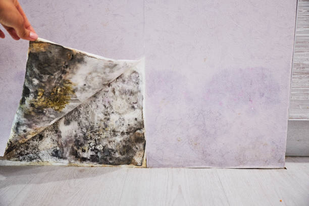 Best Mold Removal Near Me  in Springhill, LA